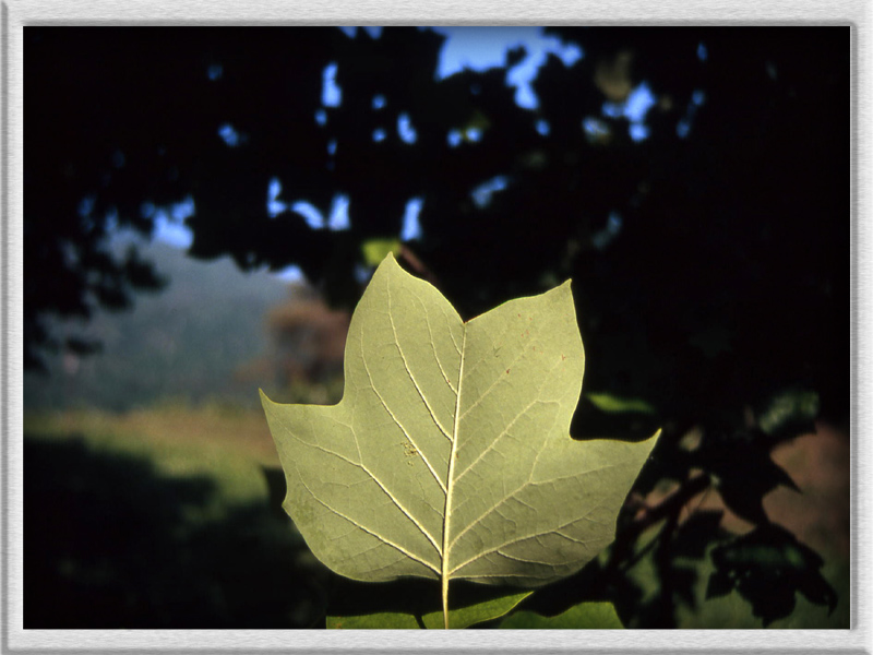 Liriodendron tulipifera L. - quiz -